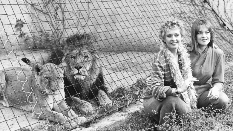 Tippi Hedren y su hija Melanie Griffith en el recinto de los leones del Zoológico de Londres, 1982