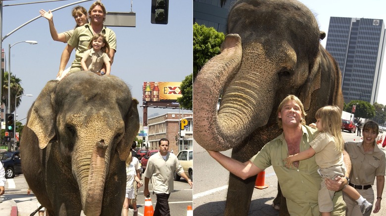 Terri Irwin, Steve Irwin y Bindi Irwin sobre un elefante y parados cerca de un elefante